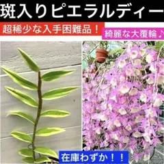 ピエラルディー デンドロビウム 「ピエラルディー」 | 知多地域デンドロ研究会ホームページ