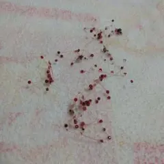 えんどうもみ作　bijou　 ネックレス 約40cm