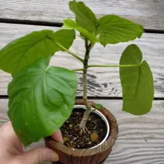 ハチ様 リクエスト 2点 まとめ商品