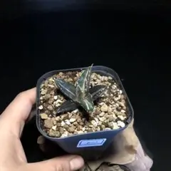 2025年最新】アガベ 狼人 錦の人気アイテム - メルカリ