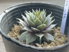 よいねこ。資材整理中様 リクエスト 3点 まとめ商品