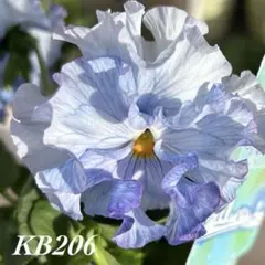 【KB206】神戸べっぴんさんビオラみはなだフリルパンジー種15粒のサムネイル