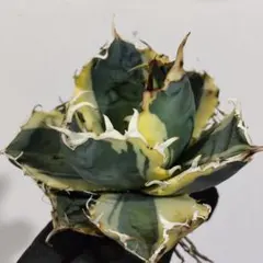 2025年最新】白鯨錦の人気アイテム - メルカリ