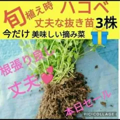 Item thumbnail for item e03348b0-8b23-487d-a985-7e1358a4429c