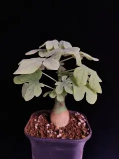 2026年最新】アデニア・グラウカの人気アイテム - メルカリ