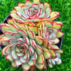 Totto.T様 リクエスト 2点 まとめ商品