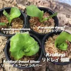 ビカクシダ セット リドレイドワーフ マダガスカリエンセ スパーバム