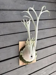 2026年最新】ベイチーワイルド胞子の人気アイテム - メルカリ