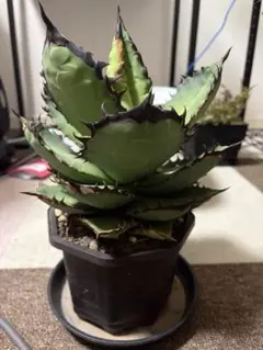 アガベ チタノタ 烈炎 観葉植物 コーデックス - メルカリ