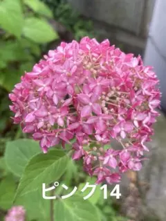 2026年最新】紫陽花挿し木の人気アイテム - メルカリ