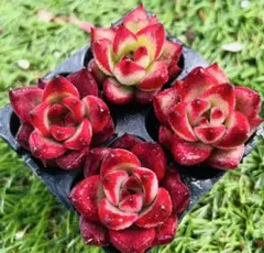 多肉植物　ロビン　4苗セット　肉厚 根土付き発送　エケベリア韓