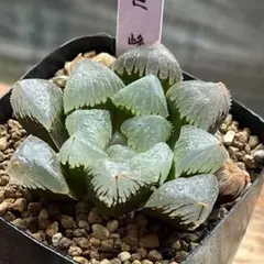多肉植物 ハオルチア 翠雲錦 糊斑 紫肌 - メルカリ