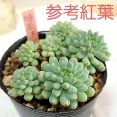 2026年最新】ビンセントカトーの人気アイテム - メルカリ