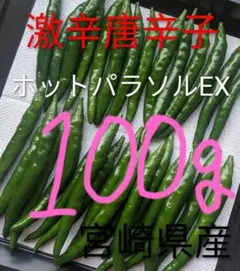 宮崎県産《新鮮》青唐辛子【ホットパラソルEX】(激辛)100g＋30g増量中のサムネイル