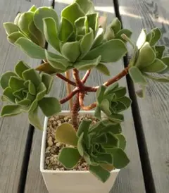 Mi様 リクエスト 2点 まとめ商品