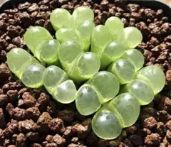 Minaka様 リクエスト 3点 まとめ商品