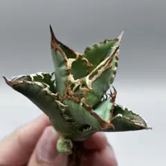 龍門】アガベ チタノタ 特選 多肉植物 黒鯨 精品球型株 包葉株 - メルカリ