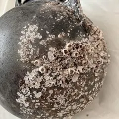 【当時物・本物】漁師の大型ブイ 直径30cm フジツボ付き インテリアのサムネイル