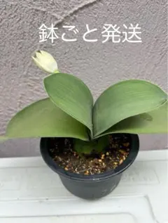 2025年最新】マユハケオモトの人気アイテム - メルカリ