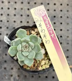 立派に育った✡️002 そわそわ✡️ミックスベリア 多肉 抜き苗 おらいさん そわそわ ミックスベリア おらいさん苗 抜き苗 多肉植物 - メルカリ