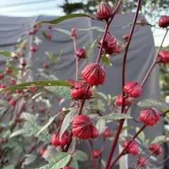 ハイビスカスローゼル種150粒