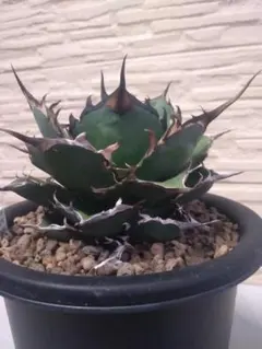 2026年最新】アガベ チタノタ ハデスの人気アイテム - メルカリ