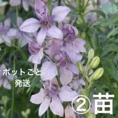 けいさん様 リクエスト 5点 まとめ商品