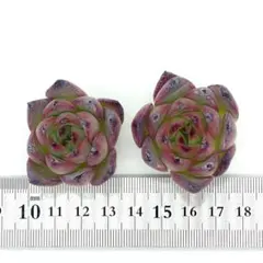 エケベリア 多肉植物 寄せ植えセット T03 カット苗 韓国苗