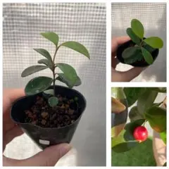 【ラスト】【希少果樹】シダーベイチェリー　苗のサムネイル