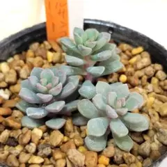 メルカリ便発送&ロウルサンコさんラベル付き☆多肉植物 アロエ 苺怪獣 メルカリ便発送&ロウルサンコさんラベル付き☆多肉植物 アロエ