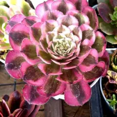 モリリン多肉様 リクエスト 3点 まとめ商品