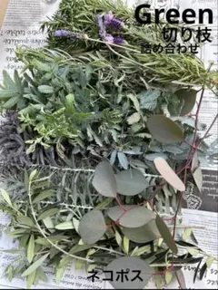 フレッシュグリーンセット　オリーブ　ミモザ　ユーカリポポラス　ローズマリー　花材