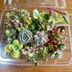 【匿名配送】多肉植物 セダム 34種類 詰め合わせ