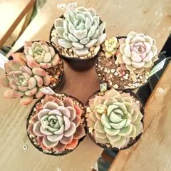 A.多肉植物　オリジナル交配　実生苗セット　エケベリア　抜き苗