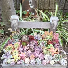 多肉植物　カット苗セット　1