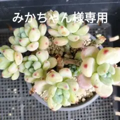 みかちゃん様 リクエスト 3点 まとめ商品