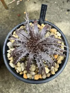 2025年最新】ディッキア 原種の人気アイテム - メルカリ