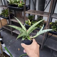 サンセベリア Calypso サンスベリア Sansevieria サンセベリア Calypso サンスベリア Sansevieria - メルカリ