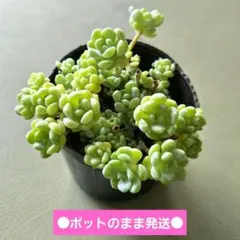 2026年最新】ぼのぼのさん苗の人気アイテム - メルカリ
