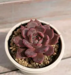 ラウレンシス×トバレンシス☆実生苗☆交配苗☆多肉植物☆エケベリア