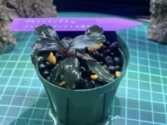 仕上がり◎丸葉系レア❓ブセファランドラ spブラウニーゴースト丸葉TYPEのサムネイル
