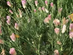 とんちゃん♪様 リクエスト 3点 まとめ商品