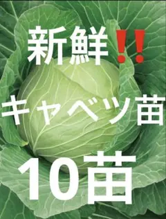 たま様 リクエスト 2点 まとめ商品