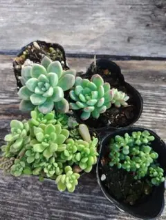 2026年最新】多肉ブルーエルフの人気アイテム - メルカリ