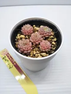 ビ*ク様 ミックスベリア　おらいさん苗　ちょこん　抜き苗　札は付きません