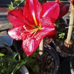 アマリリス 赤 中型鉢　ピンクパンサーのサムネイル