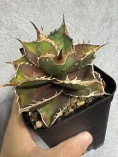 2026年最新】アガベ台湾の人気アイテム - メルカリ