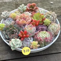 maasa様 リクエスト 3点 まとめ商品