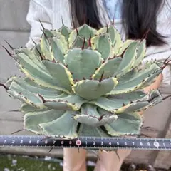 ぽ*ん様 アガベ 赤棘パリー トランカータ 短葉型 低重心 超大株 アガベ 赤棘パリー トランカータ 短葉型 低重心 超大株 - メルカリ