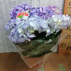 ☆塩原花園☆新品種☆なゆた☆5号鉢☆5月初〜発送☆購入希望コメント
